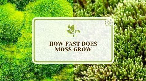 Introduction on FastMoss .